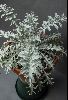 <em>Centaurea clementei</em>
